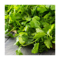 Outsidepride 1 Lb Annual Coriander Cilantro Herb Garden Seeds for Microgreens, Sprouts, & Cooking