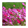 Outsidepride Sensation Mix Cosmos Bipannatus Seeds - 1 lb. Annual, Drought-Tolerant, Self-Sowing, Mixed Flower Seeds