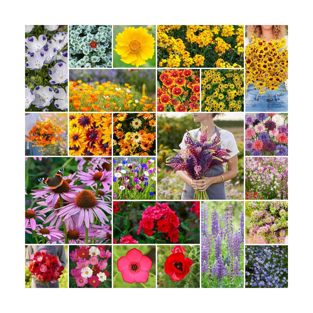 Eden Brothers Southeast Wildflower Mixed Seeds for Planting, 1 lb | 480,000+ Seeds with Cornflower, Blanket Flower