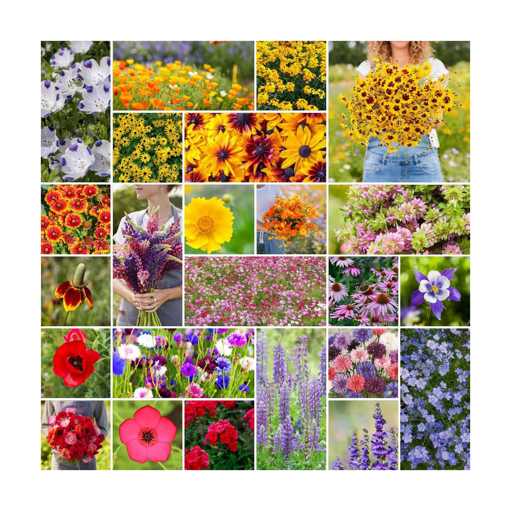 Eden Brothers Western Wildflower Mixed Seeds for Planting, 1 lb | 480,000+ Seeds with Cornflower, Blanket Flower