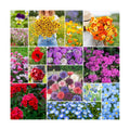 Eden Brothers Shorty Low Grow Wildflower Mixed Seeds for Planting, 1 lb | 480,000+ Seeds with Calendula, Cornflower