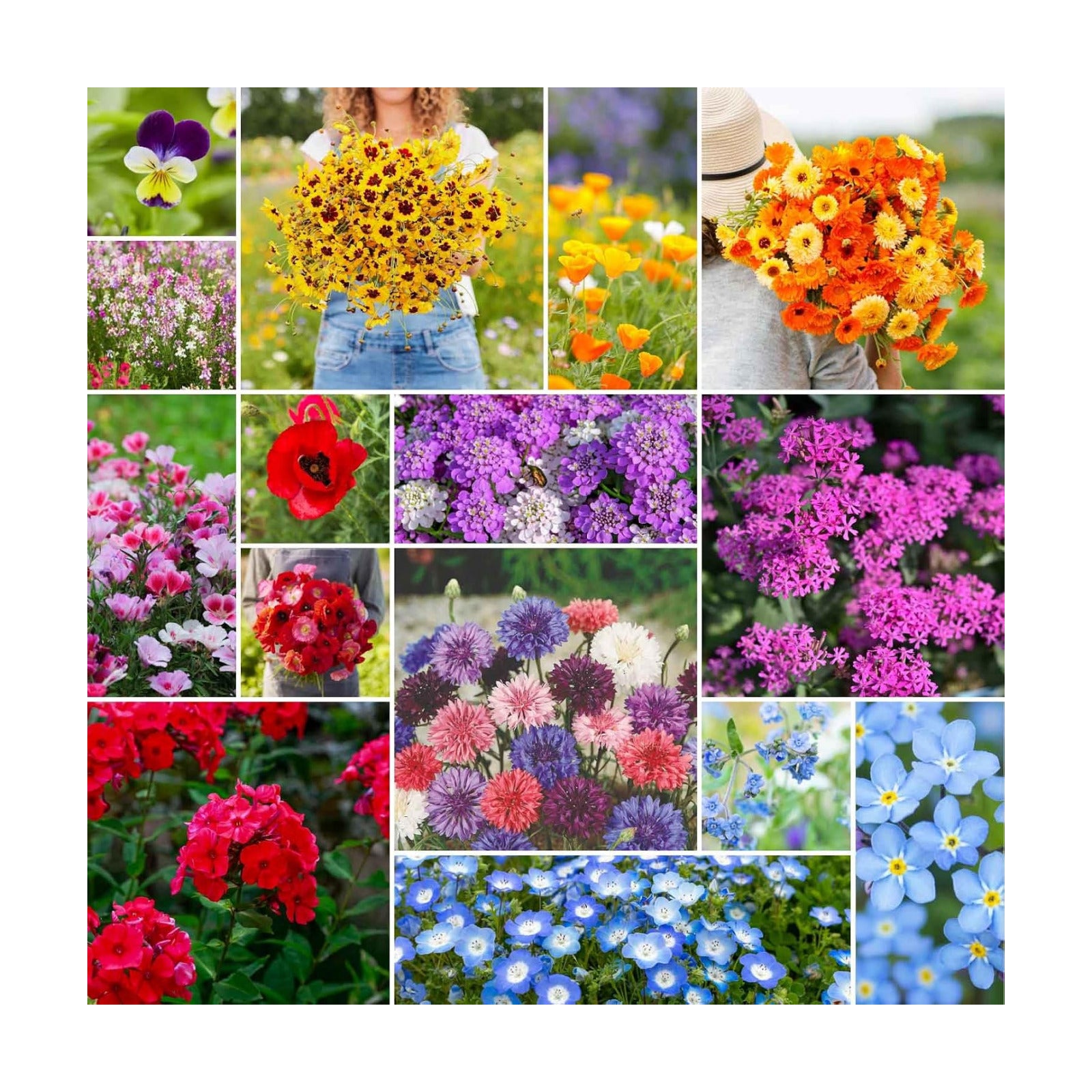 Eden Brothers Shorty Low Grow Wildflower Mixed Seeds for Planting, 1 lb | 480,000+ Seeds with Calendula, Cornflower
