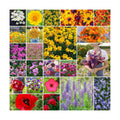 Eden Brothers Northeast Wildflower Mixed Seeds for Planting, 50 lb, 24,000,000+ Seeds with Cosmos, Candytuft, Shasta