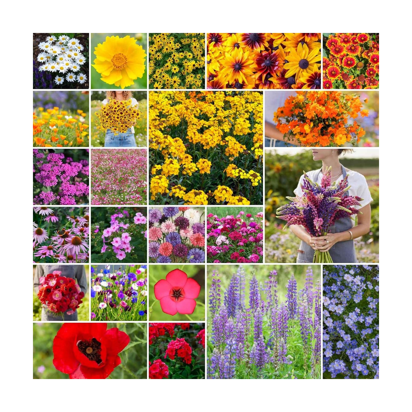 Eden Brothers Northeast Wildflower Mixed Seeds for Planting, 50 lb, 24,000,000+ Seeds with Cosmos, Candytuft, Shasta