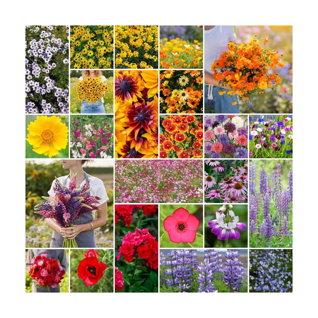 Eden Brothers Southwest Wildflower Mixed Seeds for Planting, 50 lb, 24,000,000+ Seeds with Cornflower, Blanket Flower