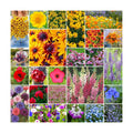 Eden Brothers Pacific Northwest Wildflower Mixed Seeds for Planting, 25 lb, 12,000,000+ Seeds with Cornflower, CA