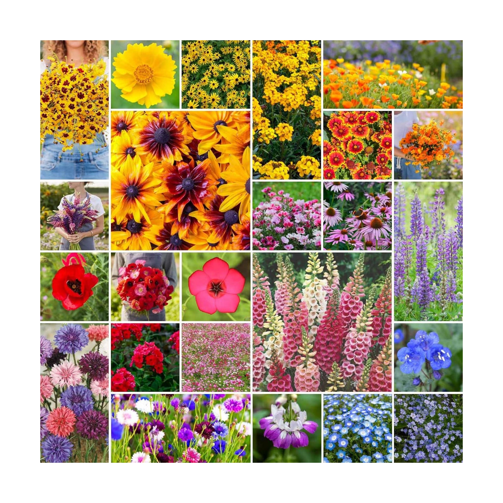 Eden Brothers Pacific Northwest Wildflower Mixed Seeds for Planting, 50 lb, 24,000,000+ Seeds with Cornflower, CA