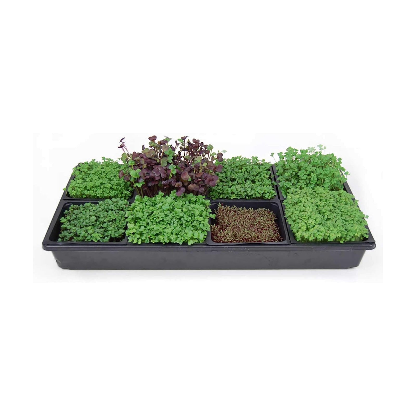 Handy Pantry Hydroponic Sectional Microgreens Growing Kit - Grow | Micro Greens & Herbs Indoor Gardening: All Supplies