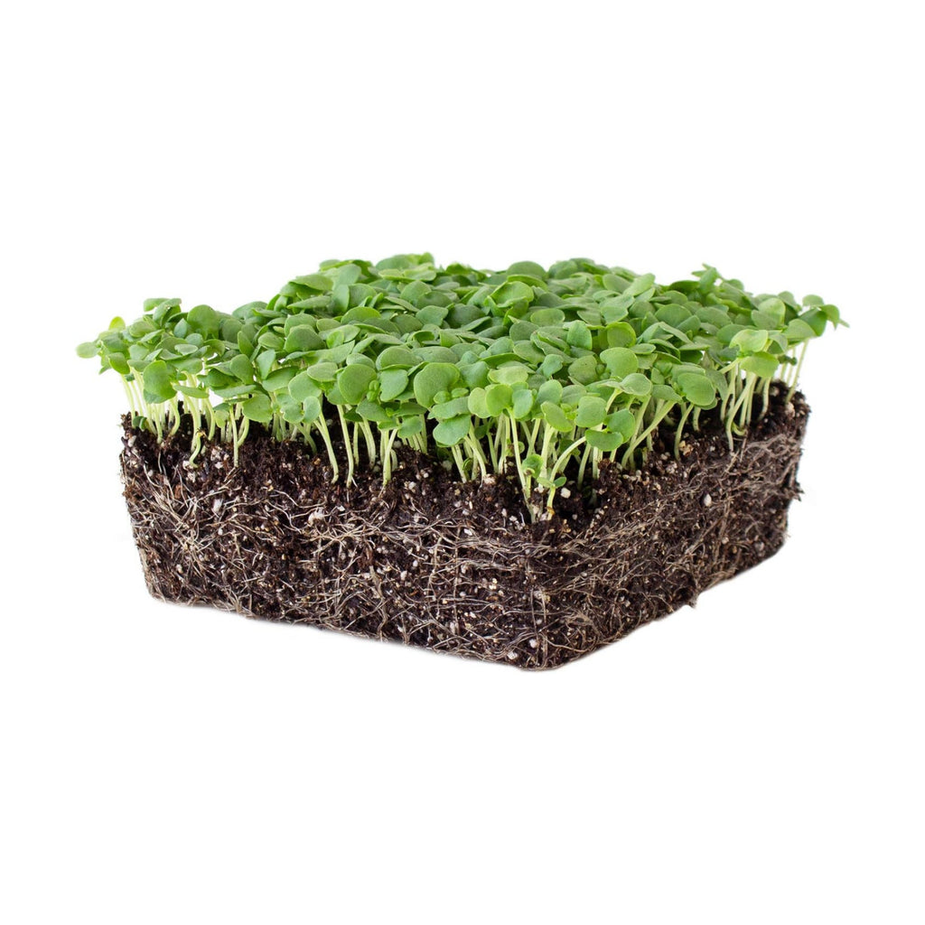 Mountain Valley Seed Co Genovese Basil Microgreens Seed 1 Lb 256,000‬ Seeds | Non-GMO Bulk Seed for Growing Micro