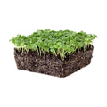 Mountain Valley Seed Co Genovese Basil Microgreens Seed 1 Lb 256,000‬ Seeds | Non-GMO Bulk Seed for Growing Micro