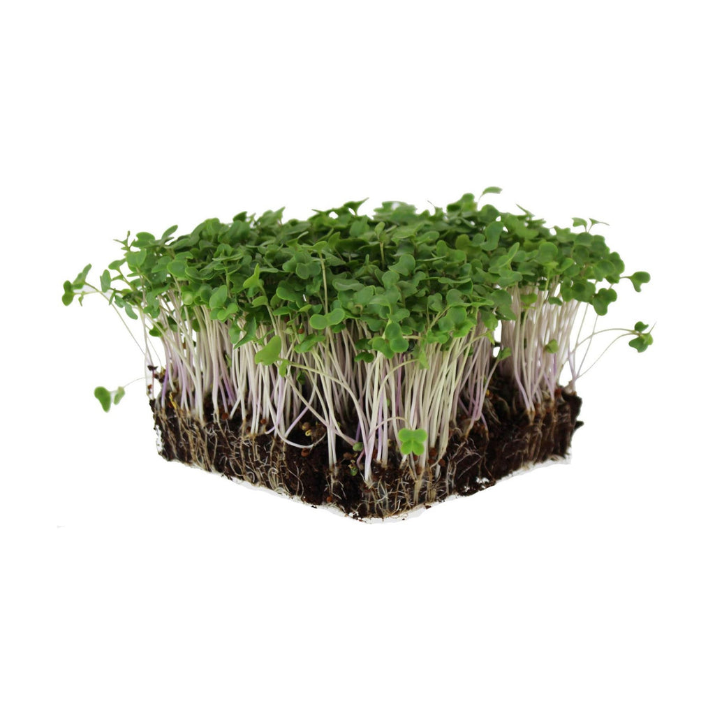 Mountain Valley Seed Co Waltham 29 Broccoli (5 Lb) Seeds Non-GMO Heirloom | Broccoli Seeds For Sprouting, Microgreens