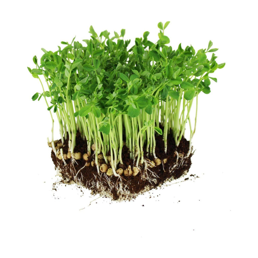 Mountain Valley Seed Co Dun Pea Seeds – 5 LB Bulk Non-GMO, High-Germination | Microgreens, Pea Shoots, Cover Crops