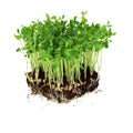 Mountain Valley Seed Co Dun Pea Seeds – 25 Lb Non-GMO High-Germination | Microgreens, Pea Shoots, Cover Crops