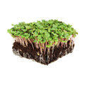 Mountain Valley Seed Co China Rose Radish Sprouting Seeds 5 Lb Non-GMO | China Rose Radish Seeds for Microgreens