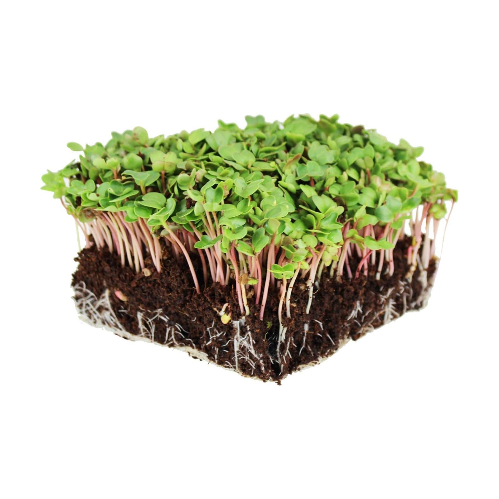 Mountain Valley Seed Co China Rose Radish Sprouting Seeds 5 Lb Non-GMO | China Rose Radish Seeds for Microgreens