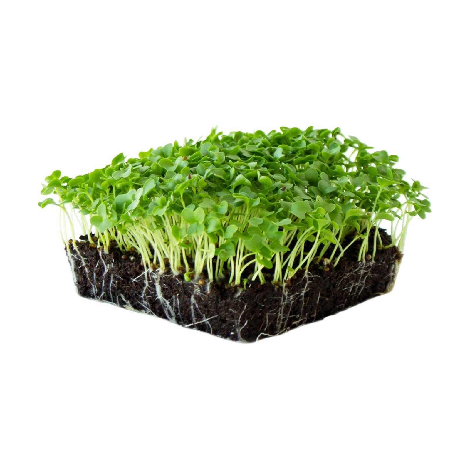 Mountain Valley Seed Co Kale Garden Seeds Vates Blue Scotch Curled 1 Lb | Non-GMO - Heirloom- Vegetable Gardening &