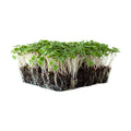 Mountain Valley Seed Co Red Russian Kale Seeds 1 Lb Non-GMO Vegetable | Garden & Microgreens Growing Seeds - Micro