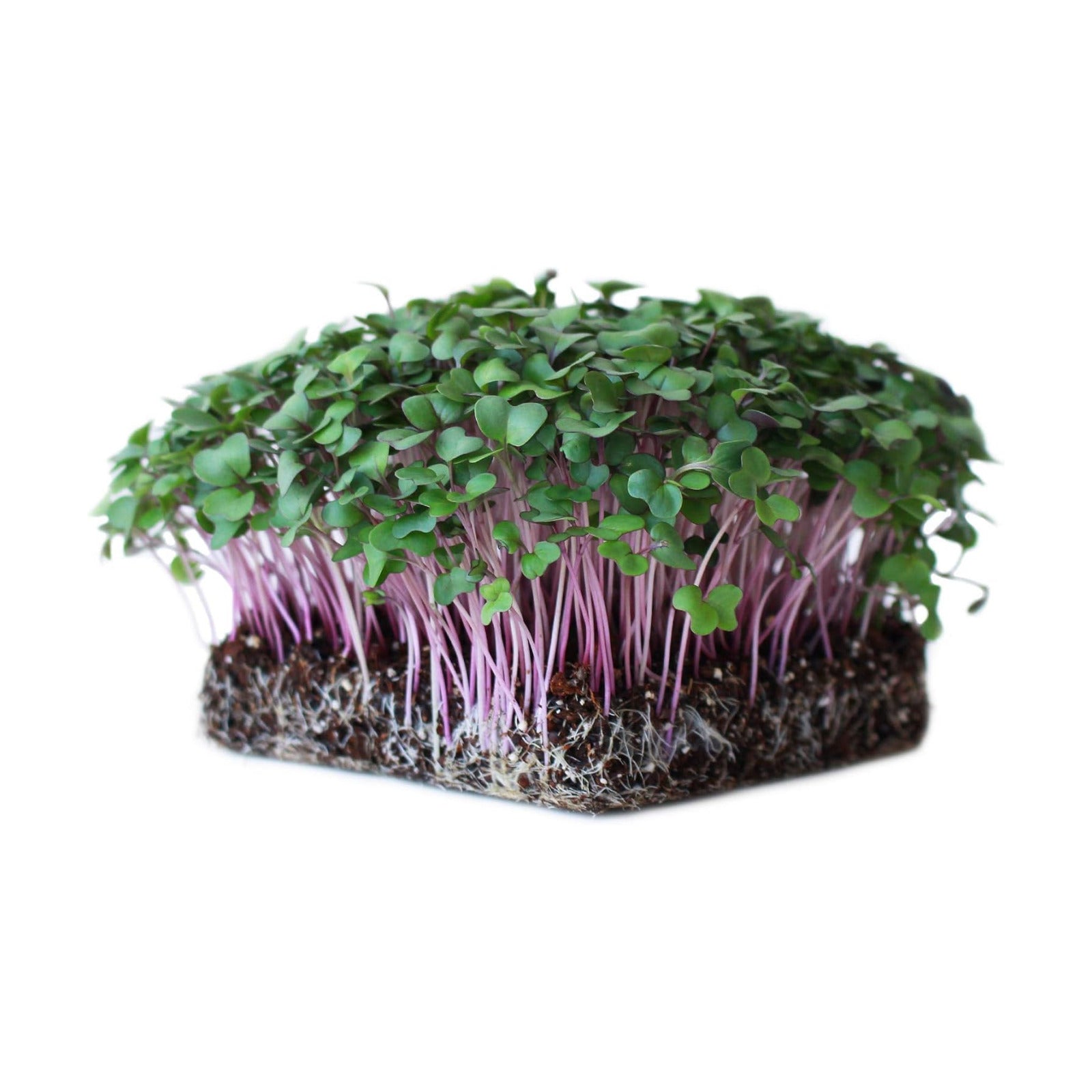 Mountain Valley Seed Co Purple Vienna Kohlrabi Seeds: 1 Lb - Non-GMO | Vegetable Garden & Micro Greens Growing Seed
