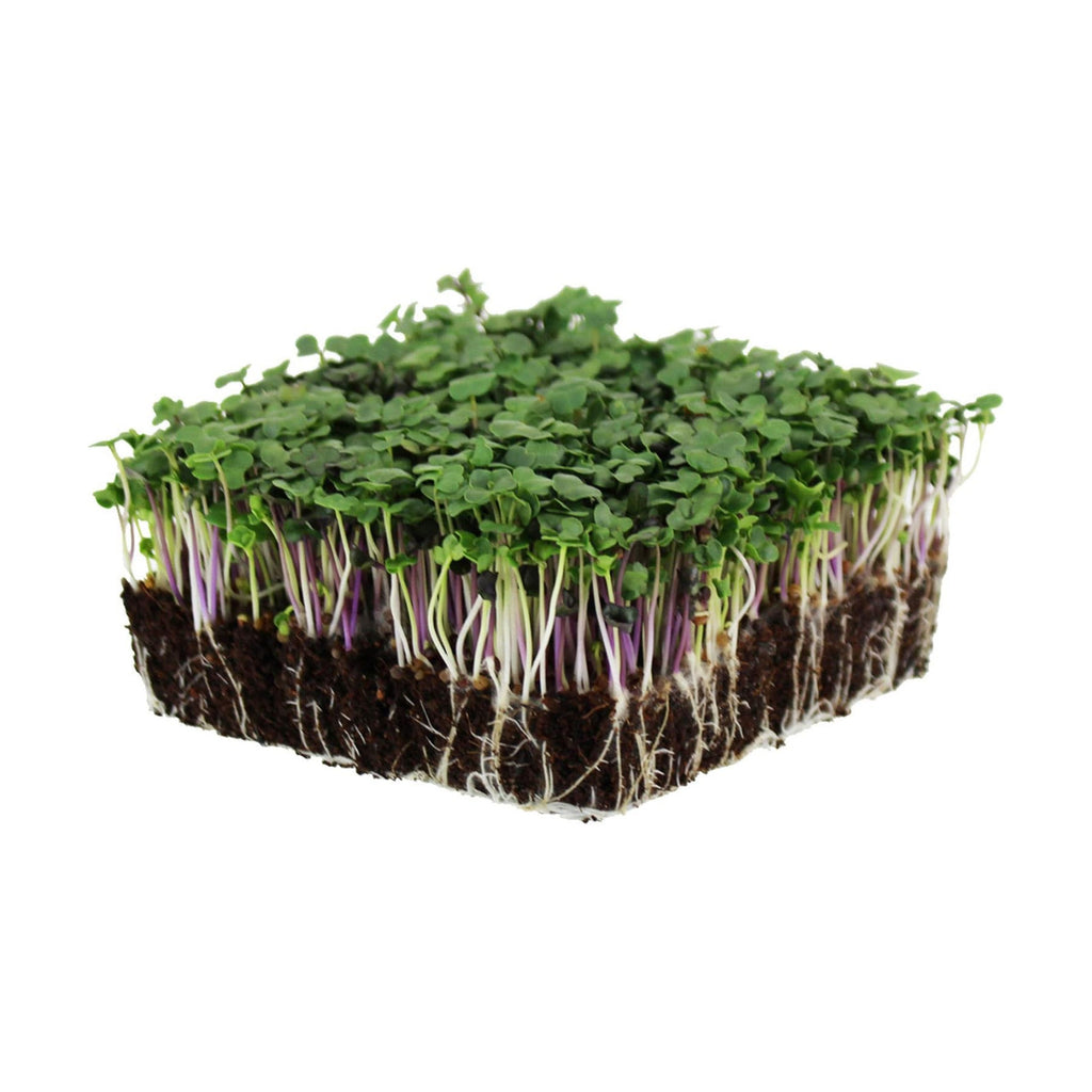 Mountain Valley Seed Co Spicy Micro Salad Mix Microgreens Seeds 1 Lb | Non-GMO Seed Blend: Broccoli, Kale, Mustard