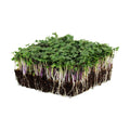 Mountain Valley Seed Co Spicy Micro Salad Mix Microgreens Seeds 1 Lb | Non-GMO Seed Blend: Broccoli, Kale, Mustard