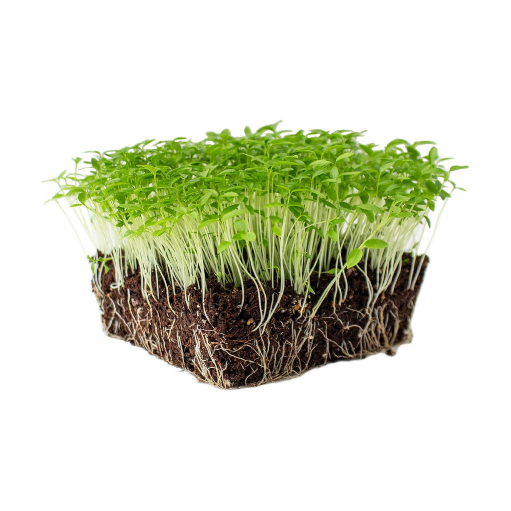 Mountain Valley Seed Co Dark Green Italian Flat-Leaf Parsley Seeds 1 Lb | Non-GMO, Heirloom Herb Seeds for Herbal
