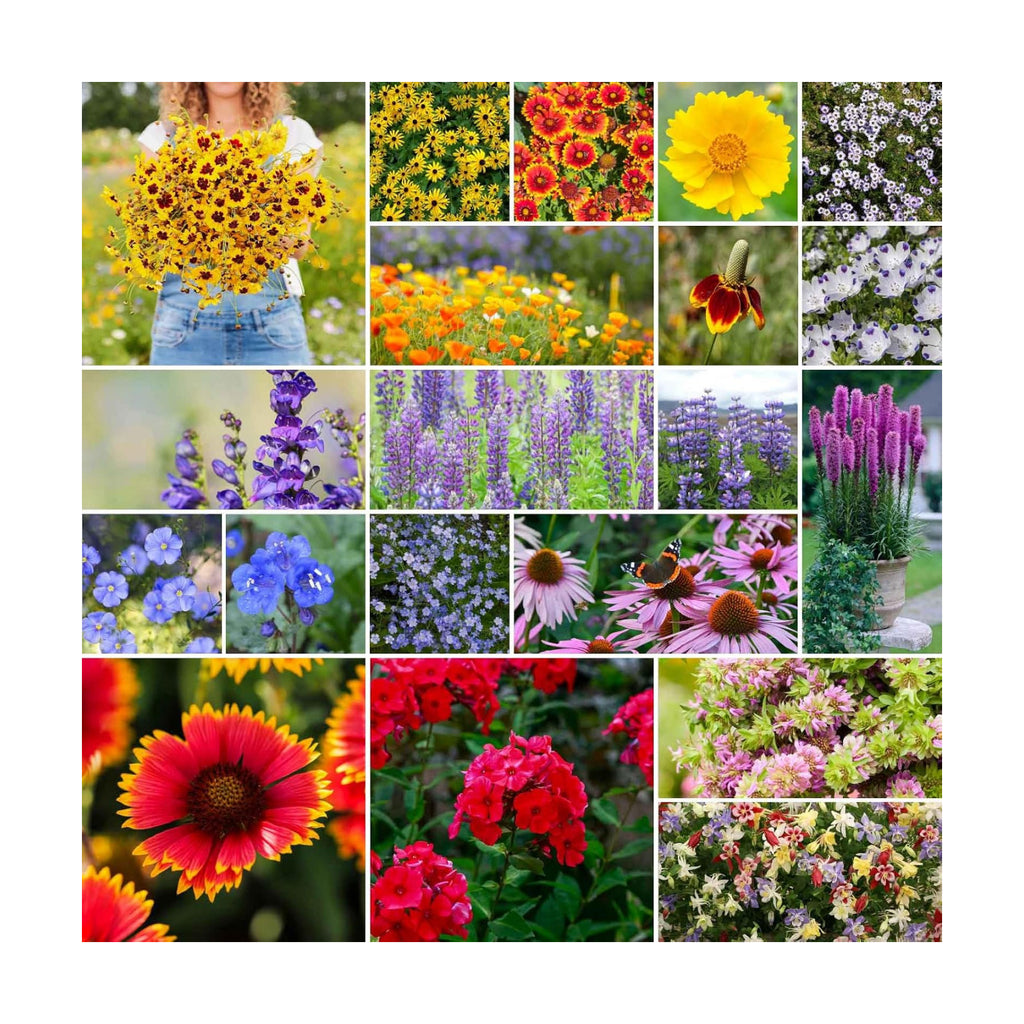 Eden Brothers North American Native Wildflower Mixed Seeds for Planting, 5 lb, 2,400,000+ Seeds with Birds Eyes, Lupine