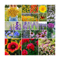 Eden Brothers North American Native Wildflower Mixed Seeds for Planting, 5 lb, 2,400,000+ Seeds with Birds Eyes, Lupine