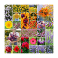 Eden Brothers Southwest Wildflower Mixed Seeds for Planting, 10 lb, 4,800,000+ Seeds with Cornflower, Blanket Flower