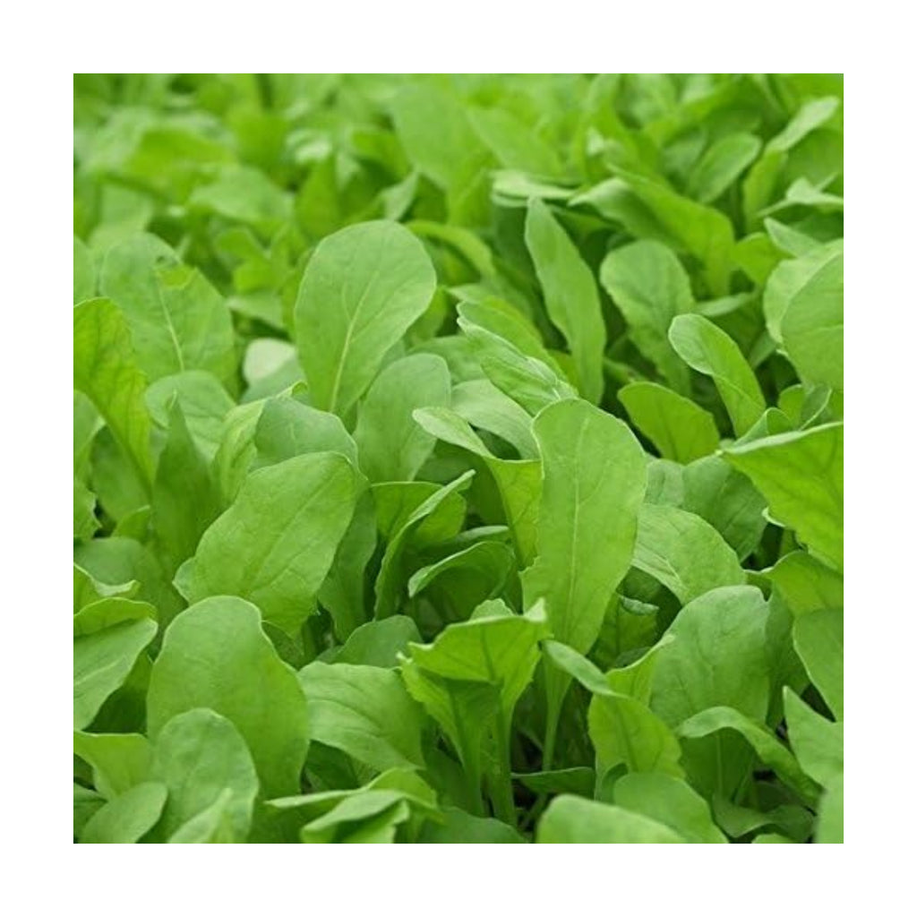 Bulk Non GMO Arugula Seeds (1/2 lb) 82,500 Seeds - Heirloom, Open Pollinated - Fortified with Mycorrhizae