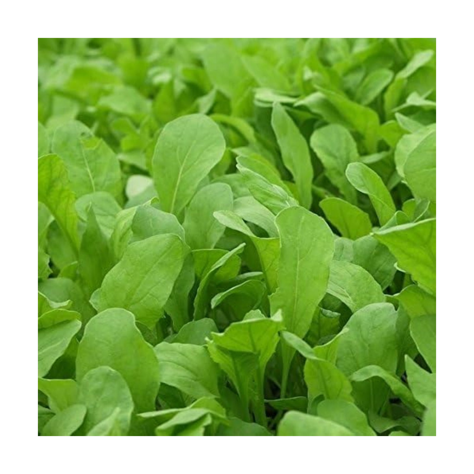 Bulk Non GMO Arugula Seeds (1/2 lb) 82,500 Seeds - Heirloom, Open Pollinated - Fortified with Mycorrhizae