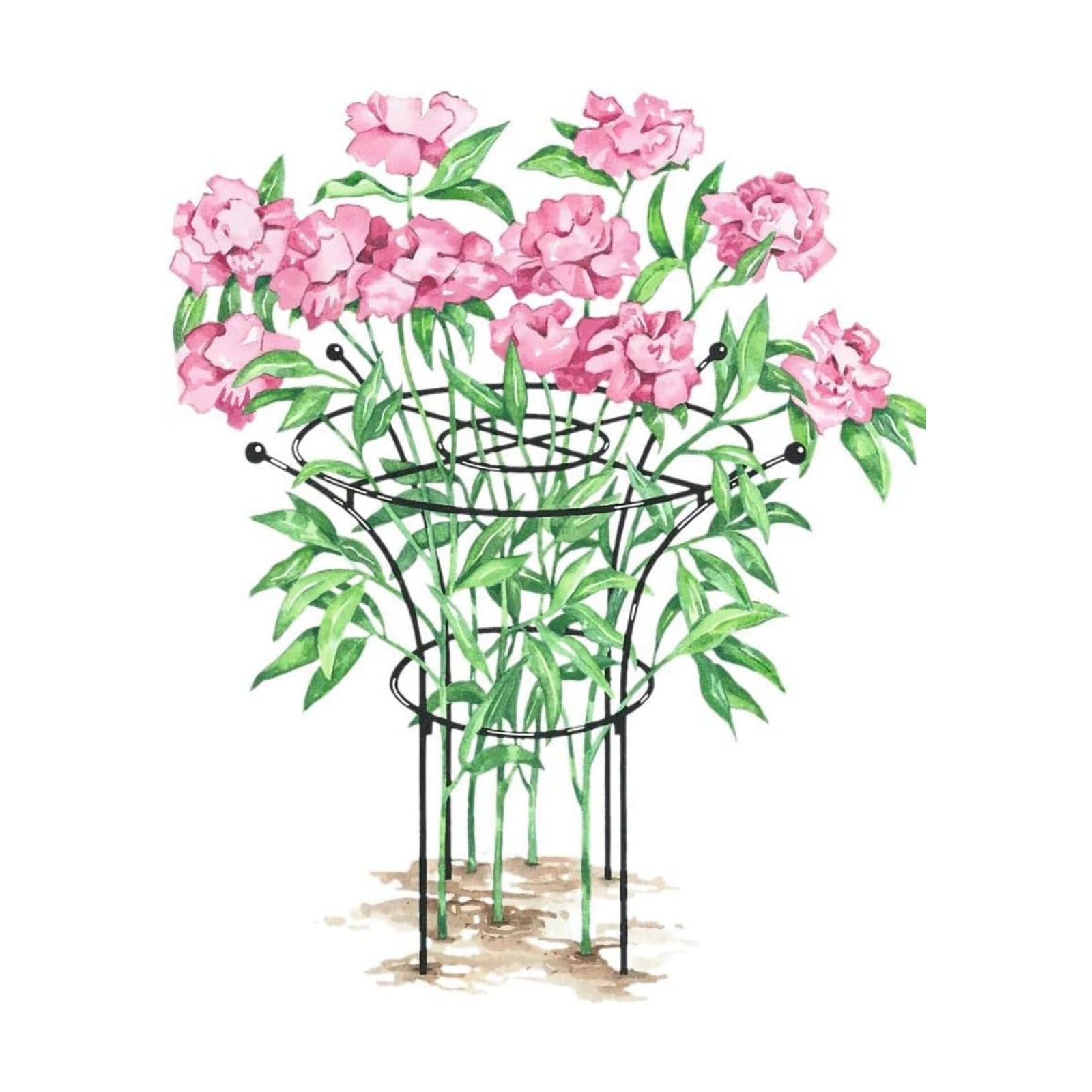 Gardener's Supply Company Essex Plant Support Frame for Peonies, Rose, Ornamental Flower Garden Cage - Wide Top Rings