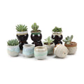 T4U Small Ceramic Succulent Pots with Drainage - Set of 12, Mini Pots for Plants, Home and Office Decor, Plant Lover