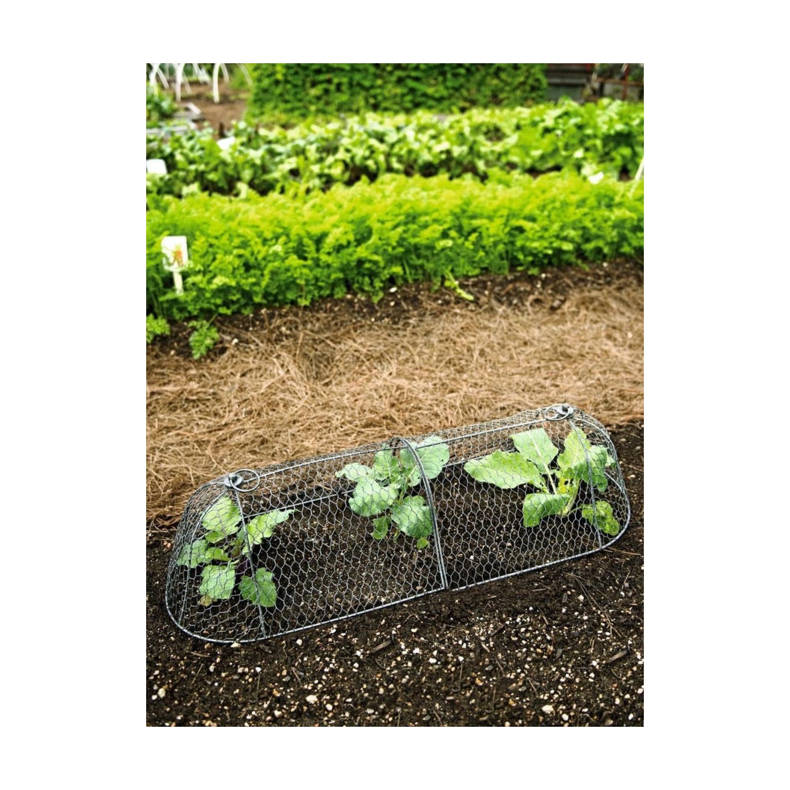 Gardener’s Supply Company Chicken Wire Cloche Garden Row Plant Protector | Sturdy Metal Protection for Seedlings and