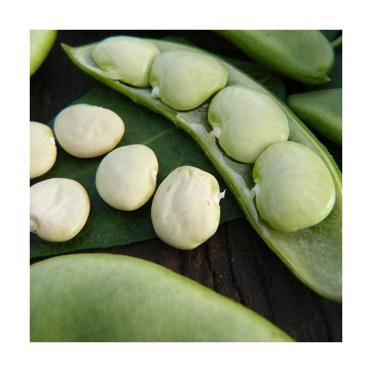 Sustainable Seed Co Fordhook 242 Bush Lima Bean 5 LB Bulk ~2,240 Seeds | Heirloom, Open Pollinated, Non-GMO, Farm &