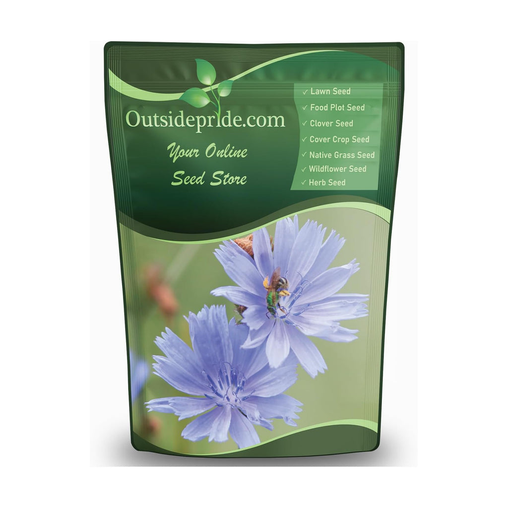 Outsidepride Chicory Seeds for Planting - 1 lb. Perennial, Easy to Grow & Drought Tolerant, Flower Seeds with Clustered