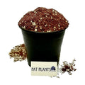 Premium Cacti and Succulent Potting Mix Soil - for Cactus Palm Tree Citrus Plant Grown in Gardening Containers