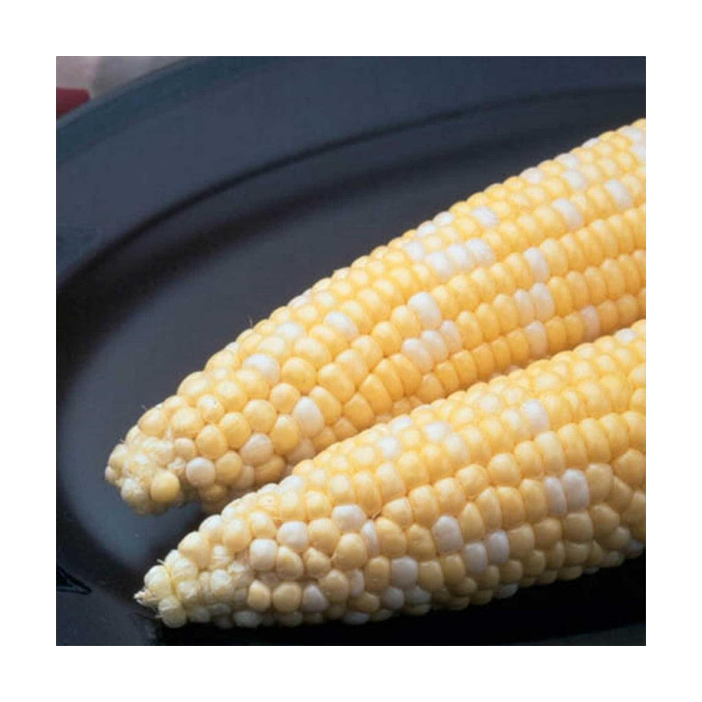Mountain Valley Seed Co Ambrosia Hybrid Corn Garden Seed (Treated) - 1 Lb | 2,080 Seeds - Non-GMO, Bi-Color SE
