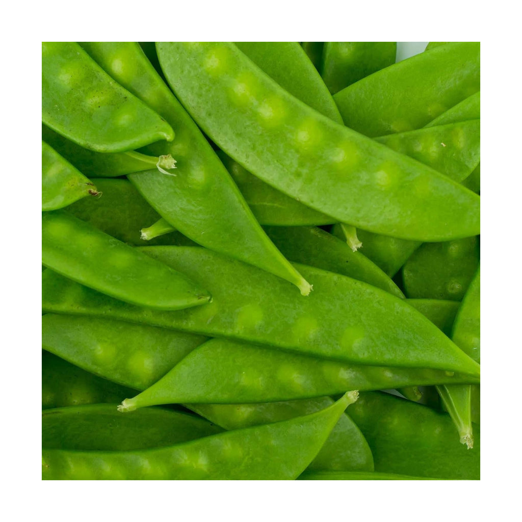 Mountain Valley Seed Co Mammoth Melting Sugar Pod Snow Pea Garden Seed 5 Lb | ~9,000 Seeds - Non-GMO, Heirloom