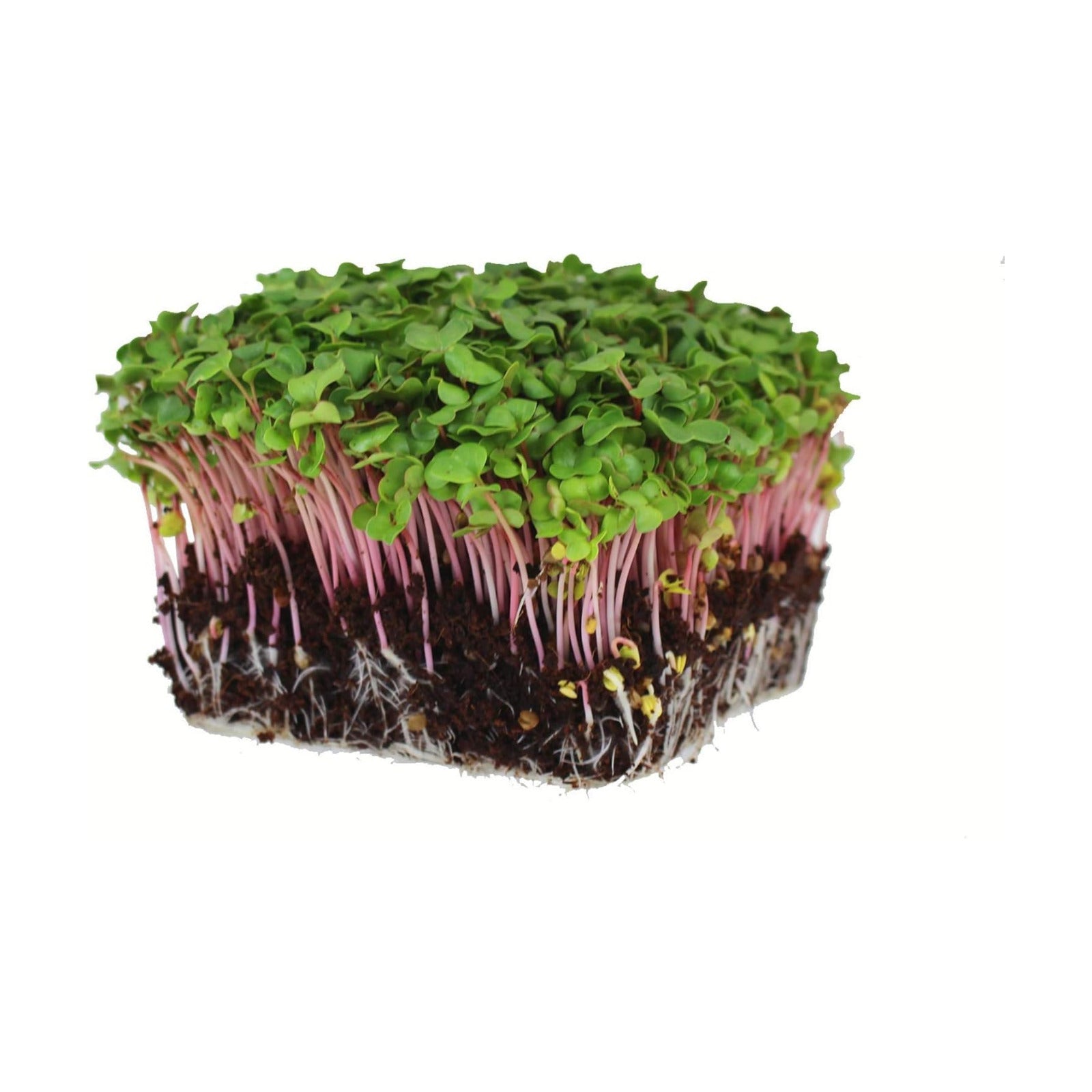 Mountain Valley Seed Co Radish Sprouting Seed - Red Arrow Variety - 5 Lb | Bulk Seed - Heirloom Radish Sprouts