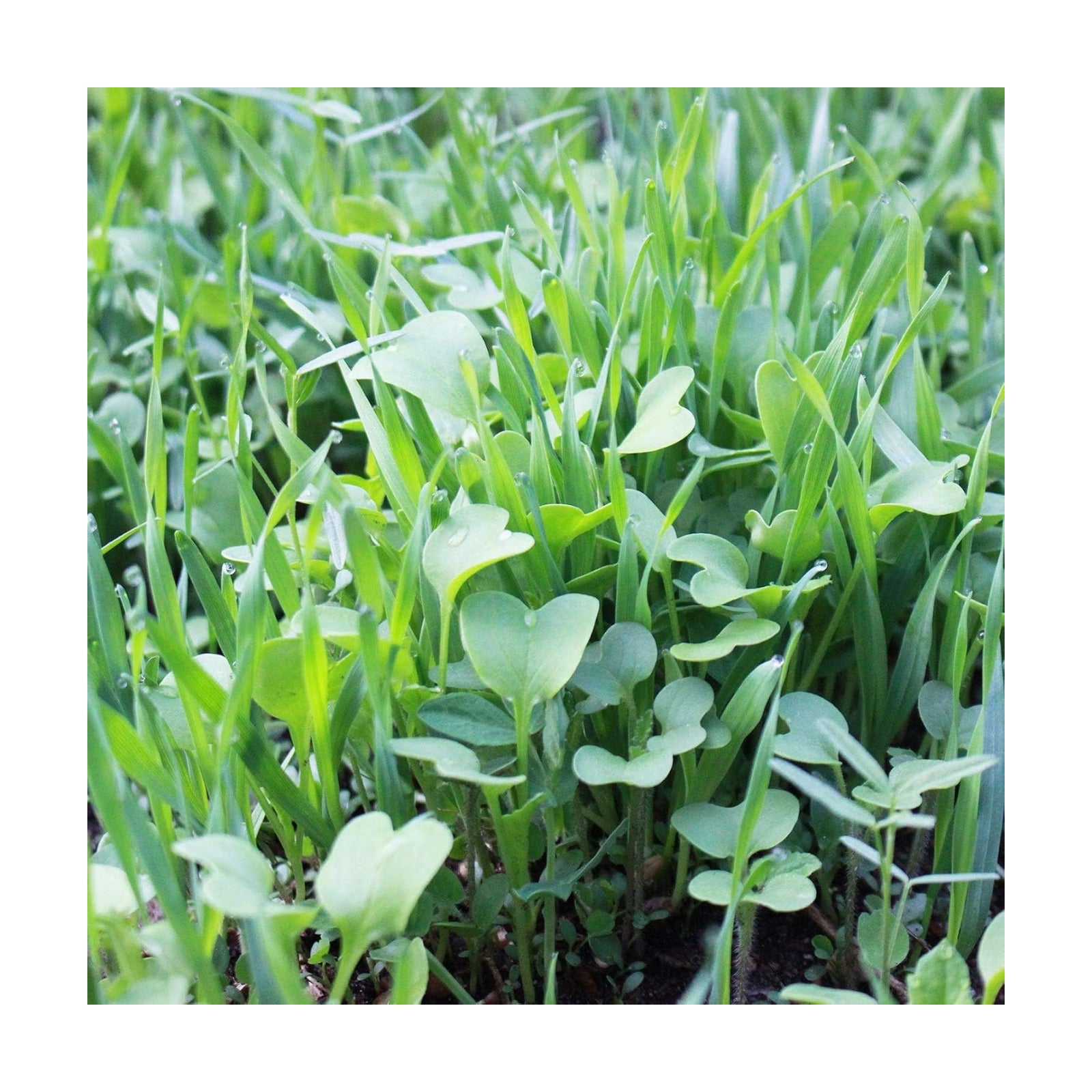 Mountain Valley Seed Co No-Till Garden Farm and Garden Cover Crop Mix Seeds | 5 Lbs - Blend of Gardening Cover Crop