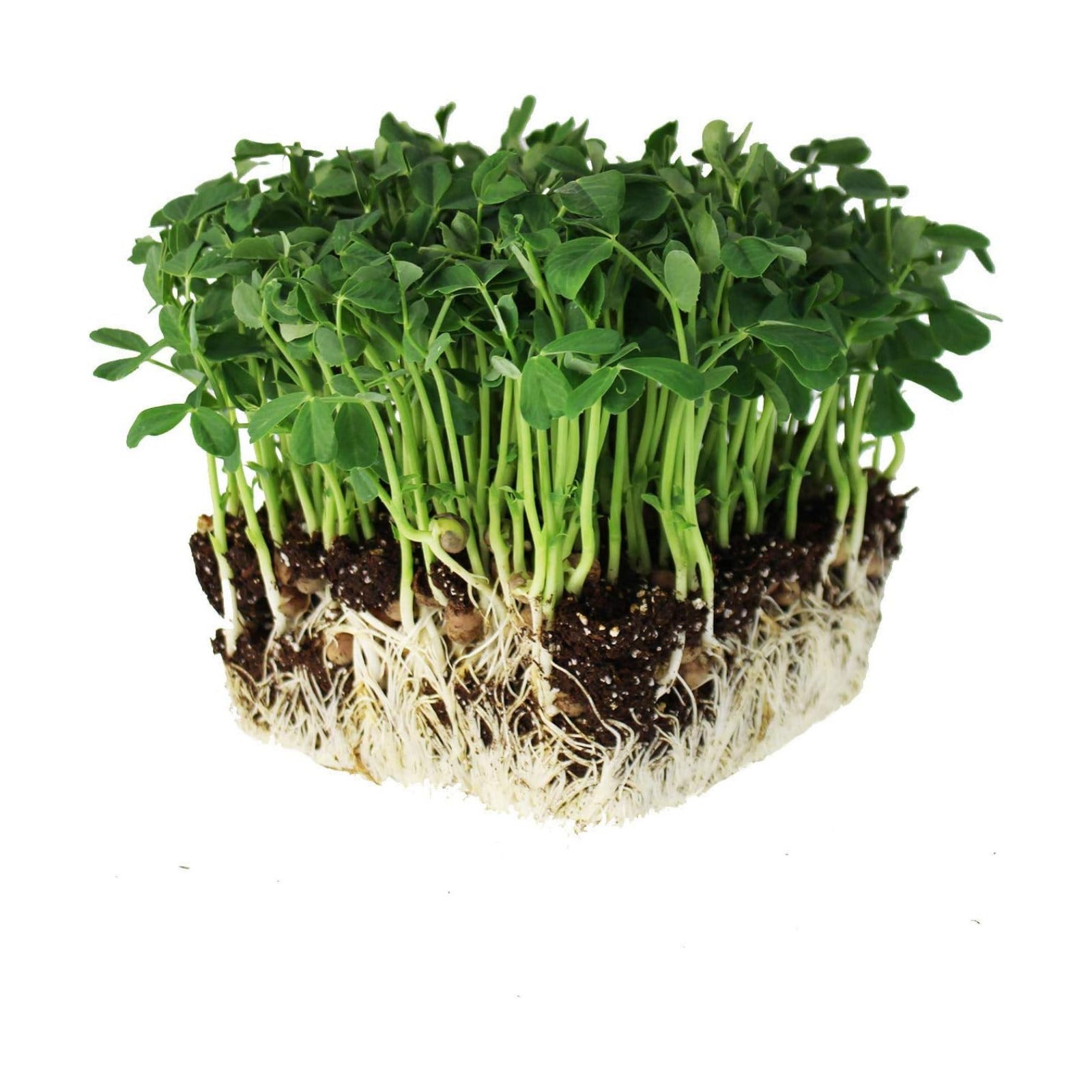 Mountain Valley Seed Co Speckled Pea Sprouting Seeds - 25 Lbs - Certified | Organic, Non-GMO Green Pea Sprout Seeds