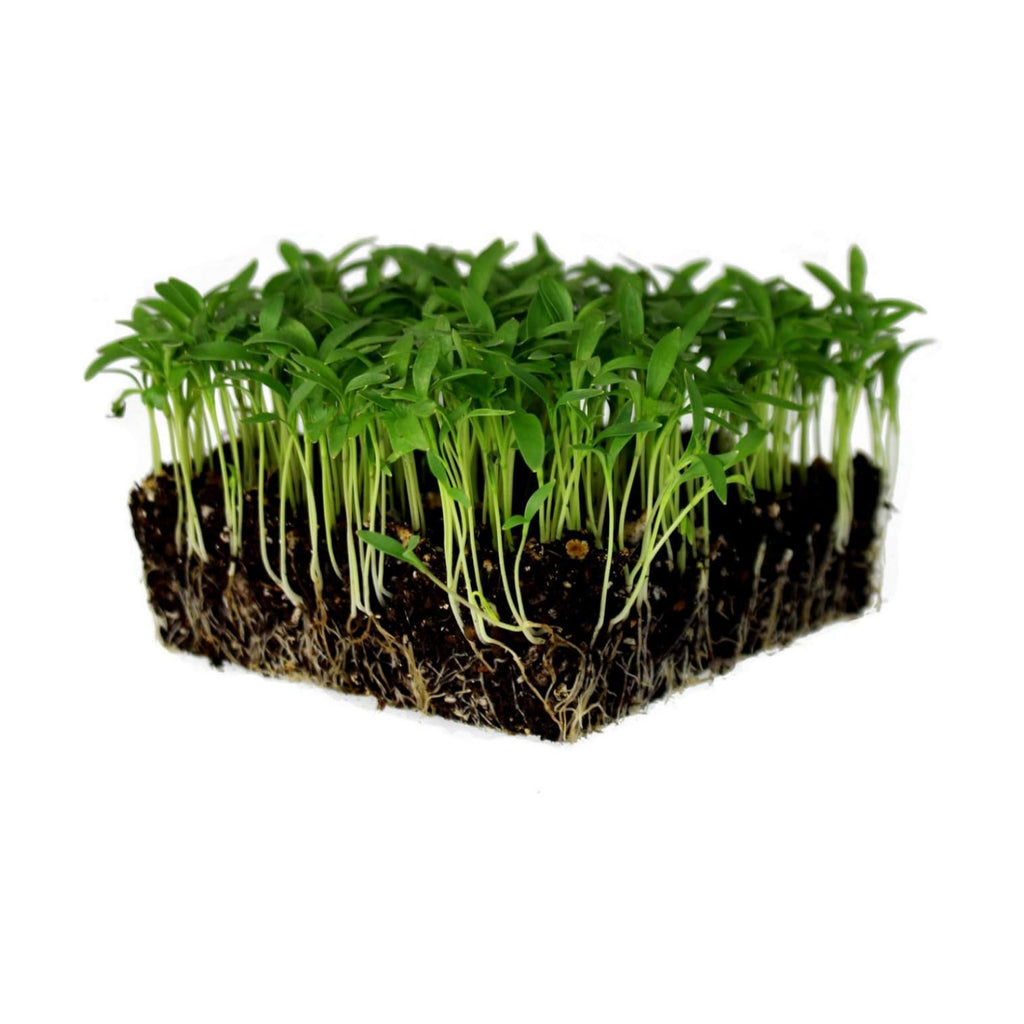 Mountain Valley Seed Co Bulk Slow Bolt Cilantro Seed 1 Lb 40,000+ Seeds | Non-GMO Heirloom High-Germination Microgreens