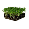 Mountain Valley Seed Co Bulk Slow Bolt Cilantro Seed 1 Lb 40,000+ Seeds | Non-GMO Heirloom High-Germination Microgreens