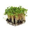 Mountain Valley Seed Co Buckwheat Seed - 5 Lb ~60,000 Seeds - Organic | Non-GMO, Whole (Shell On) - Grow Buck Wheat