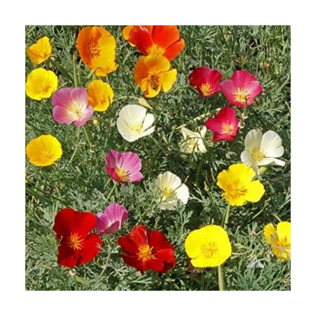 ~ Bulk California Poppy Seeds - Mixed Colors Eschscholzia californica 234,000 Seeds (1 lb) Non GMO