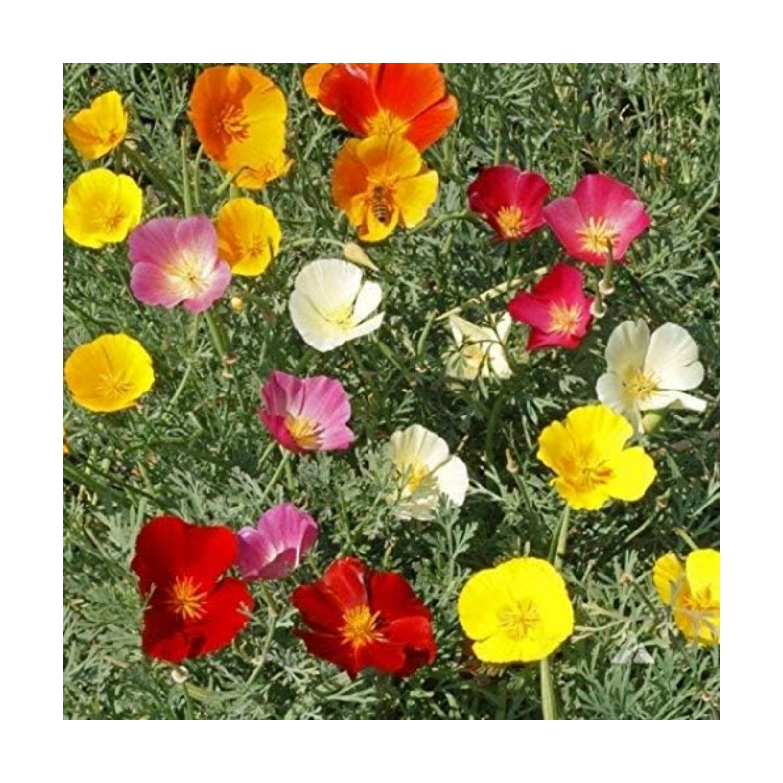 ~ Bulk California Poppy Seeds - Mixed Colors Eschscholzia californica 234,000 Seeds (1 lb) Non GMO