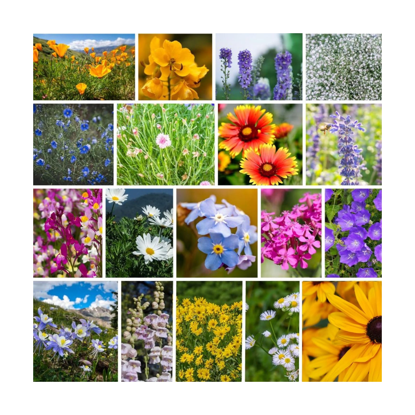 Mountain Valley Seed Co Rocky Mountain Wildflower Seeds Mix - 5 Lb Seed | Pouch - 22 Wildflower Seed Varieties