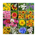 Non GMO Bulk Hummingbird/Butterfly Wildflower Seed Mix (5 lbs)