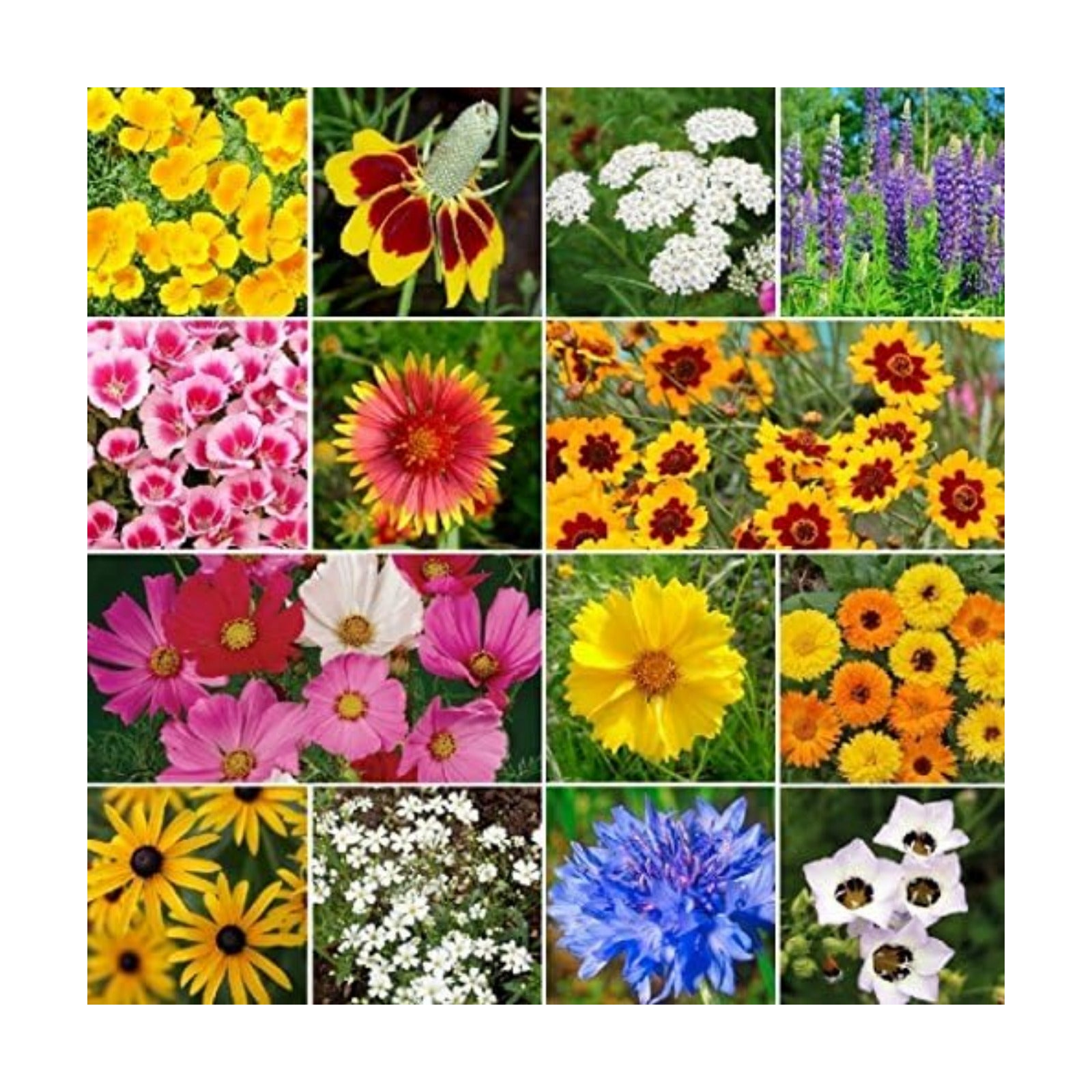 Non GMO Bulk Hummingbird/Butterfly Wildflower Seed Mix (5 lbs)