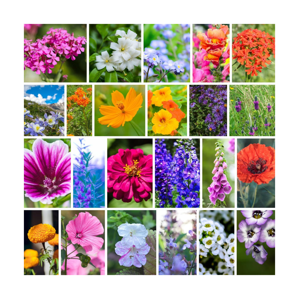 Mountain Valley Seed Co Hummingbird & Butterfly Wildflower Seed Mix - 5 Lbs | Bulk - Wildflower Seed Mixture: Alyssum